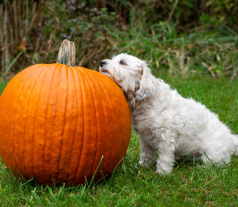 Kürbis für den Hund - haustierkost.de