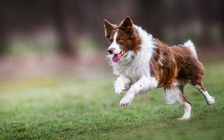 Aktiven Hund beschäftigen – drinnen und draußen - haustierkost.de