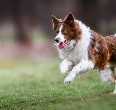 Aktiven Hund beschäftigen – drinnen und draußen - haustierkost.de