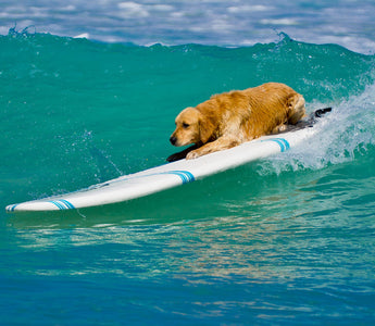 Sommerurlaub mit Hund: BARF-Tipps - haustierkost.de