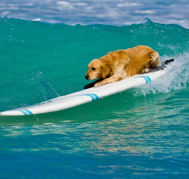 Sommerurlaub mit Hund: BARF-Tipps - haustierkost.de