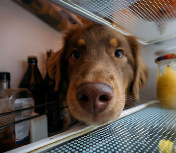 Trockenfleisch für Hunde & Katzen oder gefriergetrocknet? - haustierkost.de