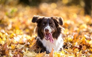 Vitamin D beim Hund: BARF-Fütterung mit Fisch - haustierkost.de