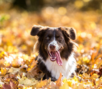 Vitamin D beim Hund: BARF-Fütterung mit Fisch - haustierkost.de