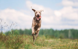 Agility Training für den Hund und jede Menge Spaß - haustierkost.de