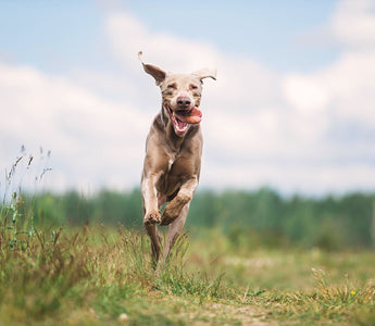 Agility Training für den Hund und jede Menge Spaß - haustierkost.de