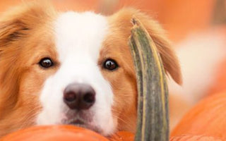 Der Herbst im Napf für Deinen Hund - haustierkost.de