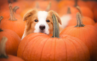 Der Herbst im Napf für Deinen Hund - haustierkost.de