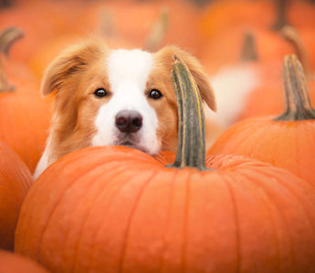 Der Herbst im Napf für Deinen Hund - haustierkost.de