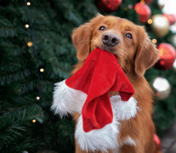 Weihnachtsmenü für den Hund - haustierkost.de