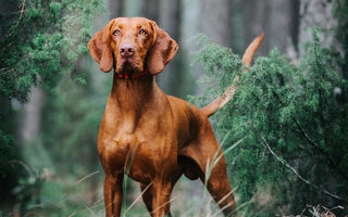 Dominanzverhalten beim Hund und was es wirklich ist - haustierkost.de