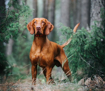 Dominanzverhalten beim Hund und was es wirklich ist - haustierkost.de