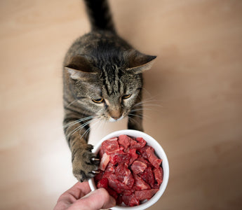 Katze frisst nicht mehr – das können Sie tun - haustierkost.de