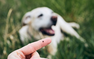 Zeckenschutz bei Hund & Katze - haustierkost.de