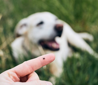 Zeckenschutz bei Hund & Katze - haustierkost.de