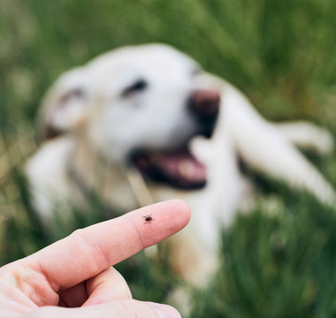 Zeckenschutz bei Hund & Katze - haustierkost.de