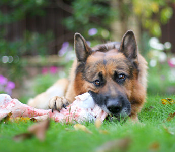 BARFEN: Knochen verfüttern beim Hund – geht das? - haustierkost.de