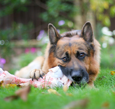 BARFEN: Knochen verfüttern beim Hund – geht das? - haustierkost.de