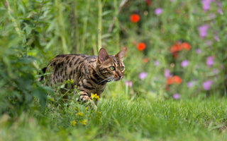 Ernährungsberatung: Katzen BARFEN - haustierkost.de