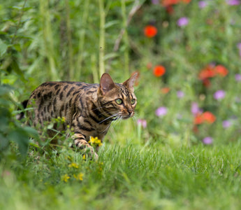 Ernährungsberatung: Katzen BARFEN - haustierkost.de