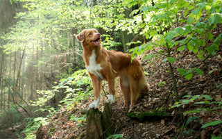 BARF und Jagdtrieb beim Hund: Gibt es einen Zusammenhang? - haustierkost.de