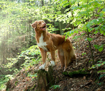 BARF und Jagdtrieb beim Hund: Gibt es einen Zusammenhang? - haustierkost.de