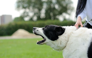 Gestresster Hund: Anzeichen erkennen - haustierkost.de