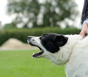 Gestresster Hund: Anzeichen erkennen - haustierkost.de