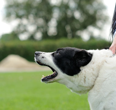 Gestresster Hund: Anzeichen erkennen - haustierkost.de