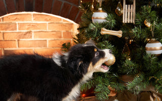 Weihnachtsdeko als Gefahr für Haustiere - haustierkost.de