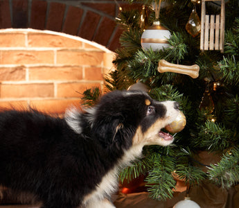 Weihnachtsdeko als Gefahr für Haustiere - haustierkost.de