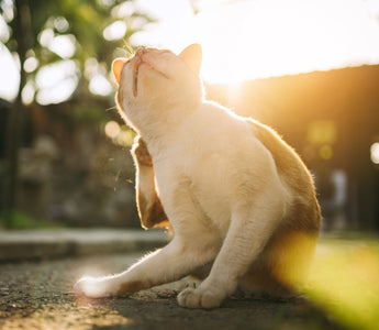 Fellpflege: Katzen bürsten und pflegen - haustierkost.de