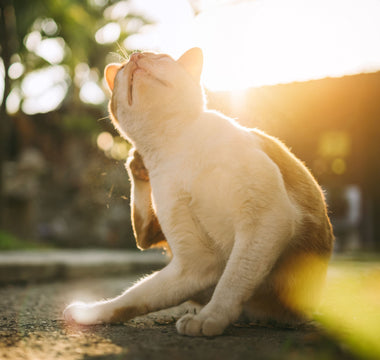 Fellpflege: Katzen bürsten und pflegen - haustierkost.de