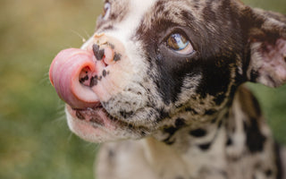 Hundezigarren & Hundewürstchen für den Stressabbau