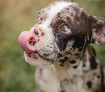 Hundezigarren & Hundewürstchen für den Stressabbau