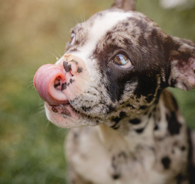 Hundezigarren & Hundewürstchen für den Stressabbau