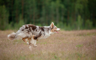 Neujahrsvorsätze: Hund und Mensch im neuen Jahr - haustierkost.de