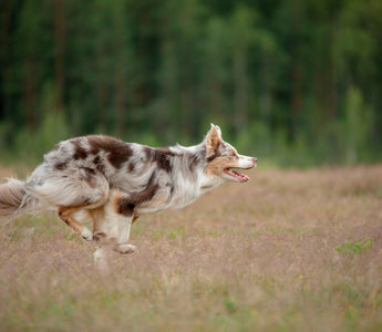 Neujahrsvorsätze: Hund und Mensch im neuen Jahr - haustierkost.de