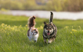 Zahnpflege Beim Hund: Die Zahnreinigung - haustierkost.de