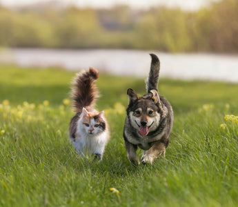 Zahnpflege Beim Hund: Die Zahnreinigung - haustierkost.de