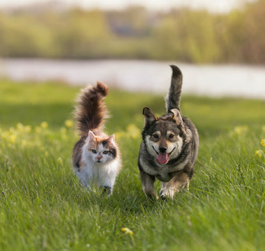 Zahnpflege Beim Hund: Die Zahnreinigung - haustierkost.de