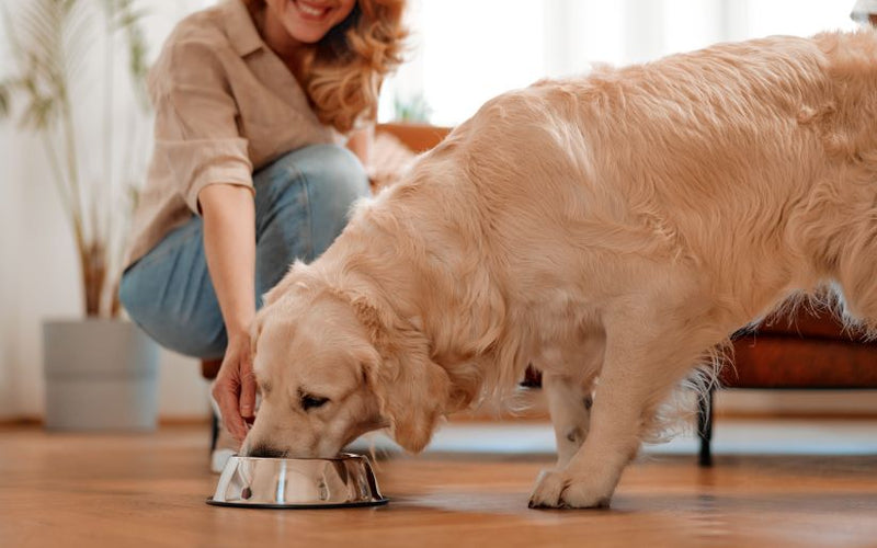 Rassespezifisches Hundefutter