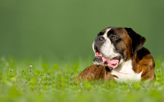 Ist rohes Fleisch gesund für Hunde? Auf die Menge kommt es an - haustierkost.de