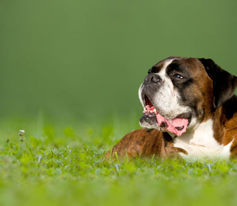 Ist rohes Fleisch gesund für Hunde? Auf die Menge kommt es an - haustierkost.de