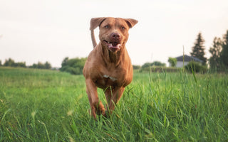 Warum frisst mein Hund Gras? Ist das gefährlich? - haustierkost.de