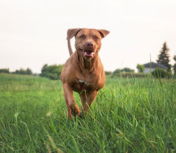 Warum frisst mein Hund Gras? Ist das gefährlich? - haustierkost.de