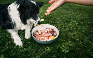 Fütterungsarten: Hund bedarfsgerecht ernähren - haustierkost.de