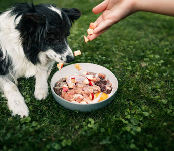 Fütterungsarten: Hund bedarfsgerecht ernähren - haustierkost.de