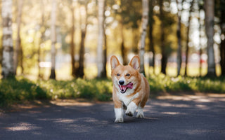 Hund: Diät hilft beim Abnehmen – was soll ich füttern? - haustierkost.de