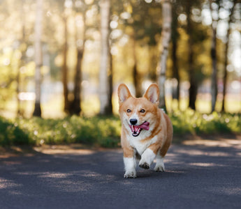 Hund: Diät hilft beim Abnehmen – was soll ich füttern? - haustierkost.de